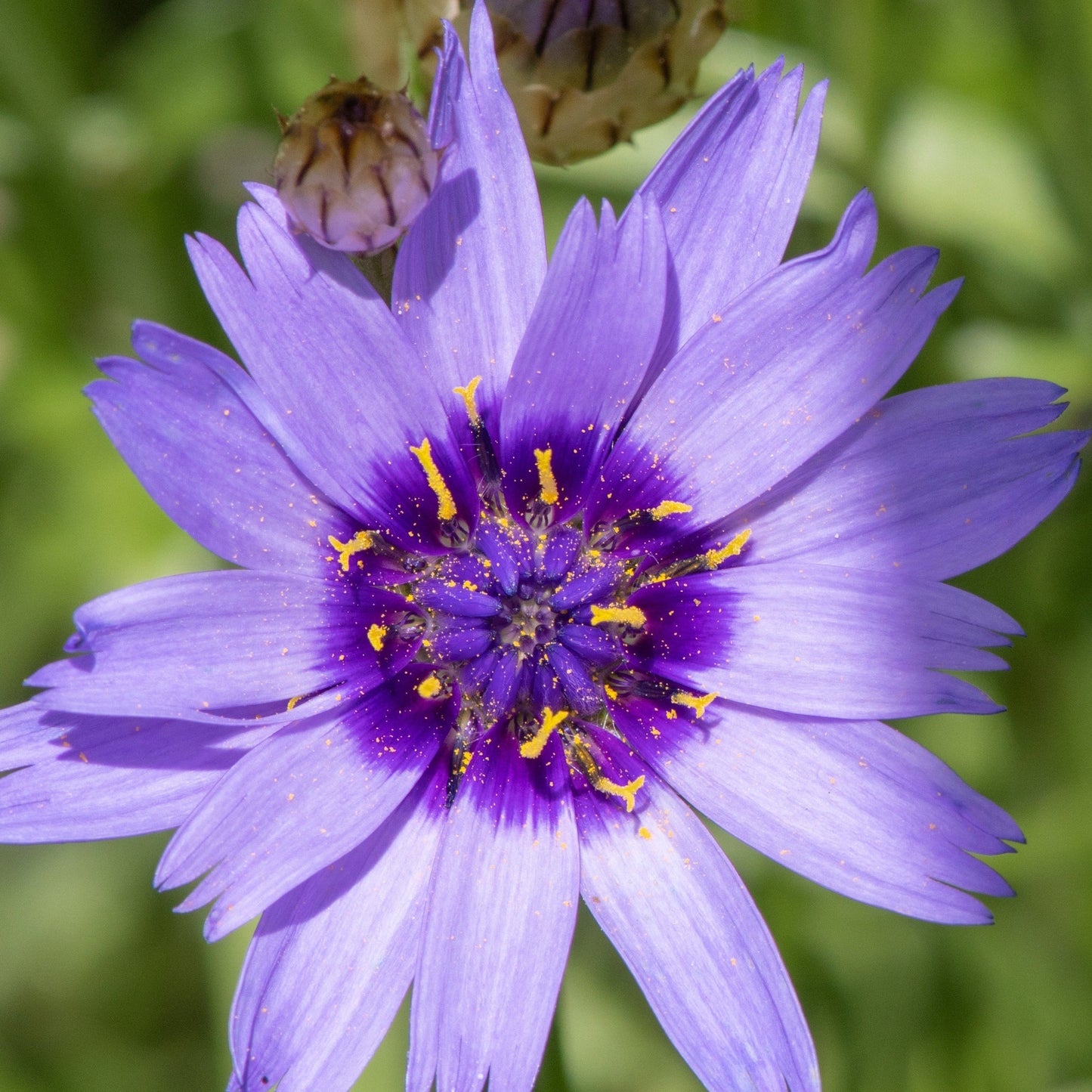 Catananche caerulea Blue Daisy Blooms – 1L/2L Pot, Attracts Bees - plants - express.com