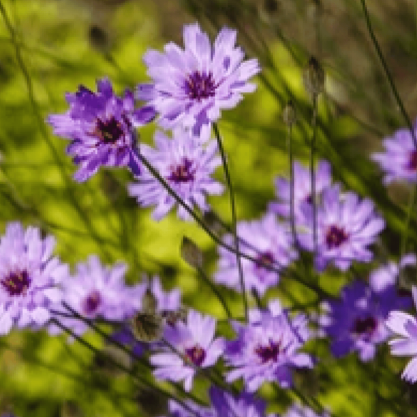 Catananche caerulea Blue Daisy Blooms – 1L/2L Pot, Attracts Bees - plants - express.com
