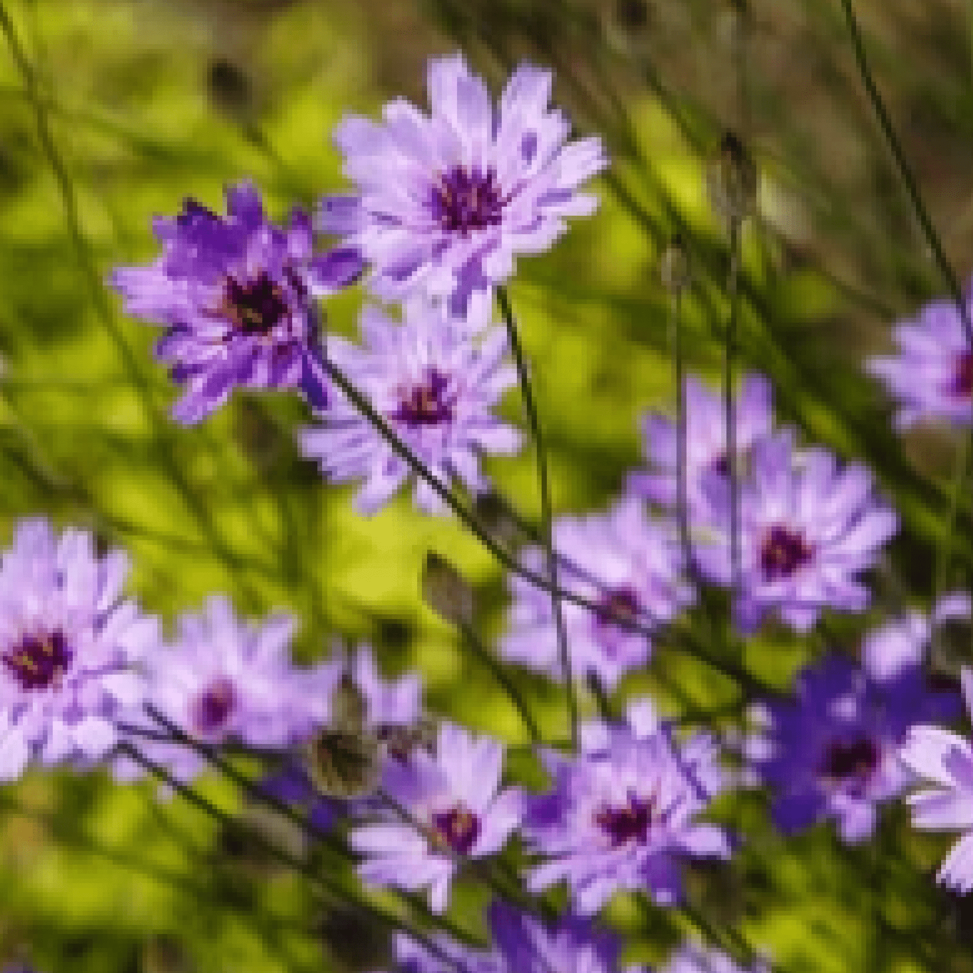 Catananche caerulea Blue Daisy Blooms – 1L/2L Pot, Attracts Bees - plants - express.com
