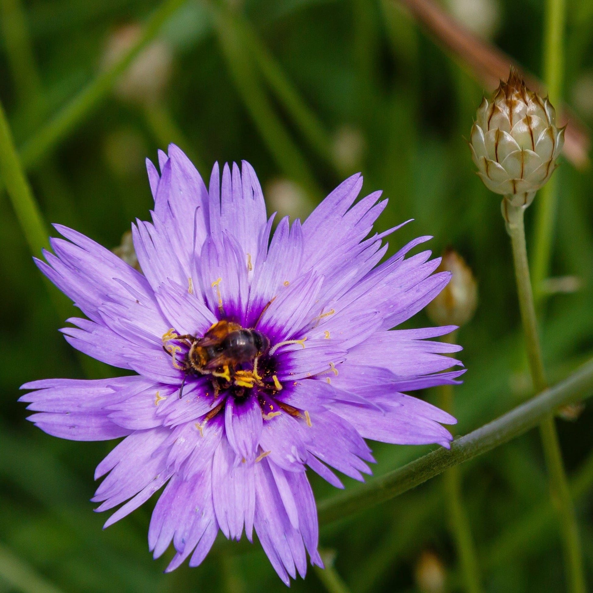 Catananche caerulea Blue Daisy Blooms – 1L/2L Pot, Attracts Bees - plants - express.com