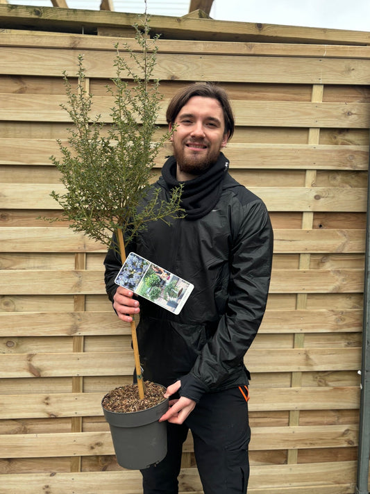Ceanothus 'Puget Blue' Patio Tree 80 - 90cm (Californian Lilac) - plants - express.com