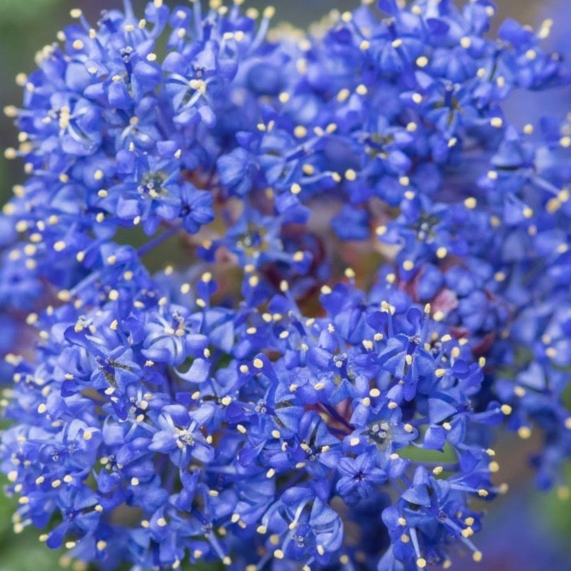 Ceanothus thyrsiflorus var. repens 2L - Powder - blue Blooms, Bee - Friendly - plants - express.com