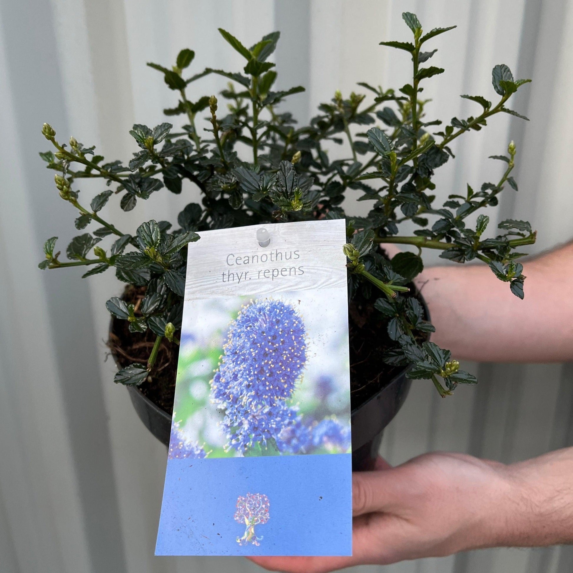 Ceanothus thyrsiflorus var. repens 2L - Powder - blue Blooms, Bee - Friendly - plants - express.com