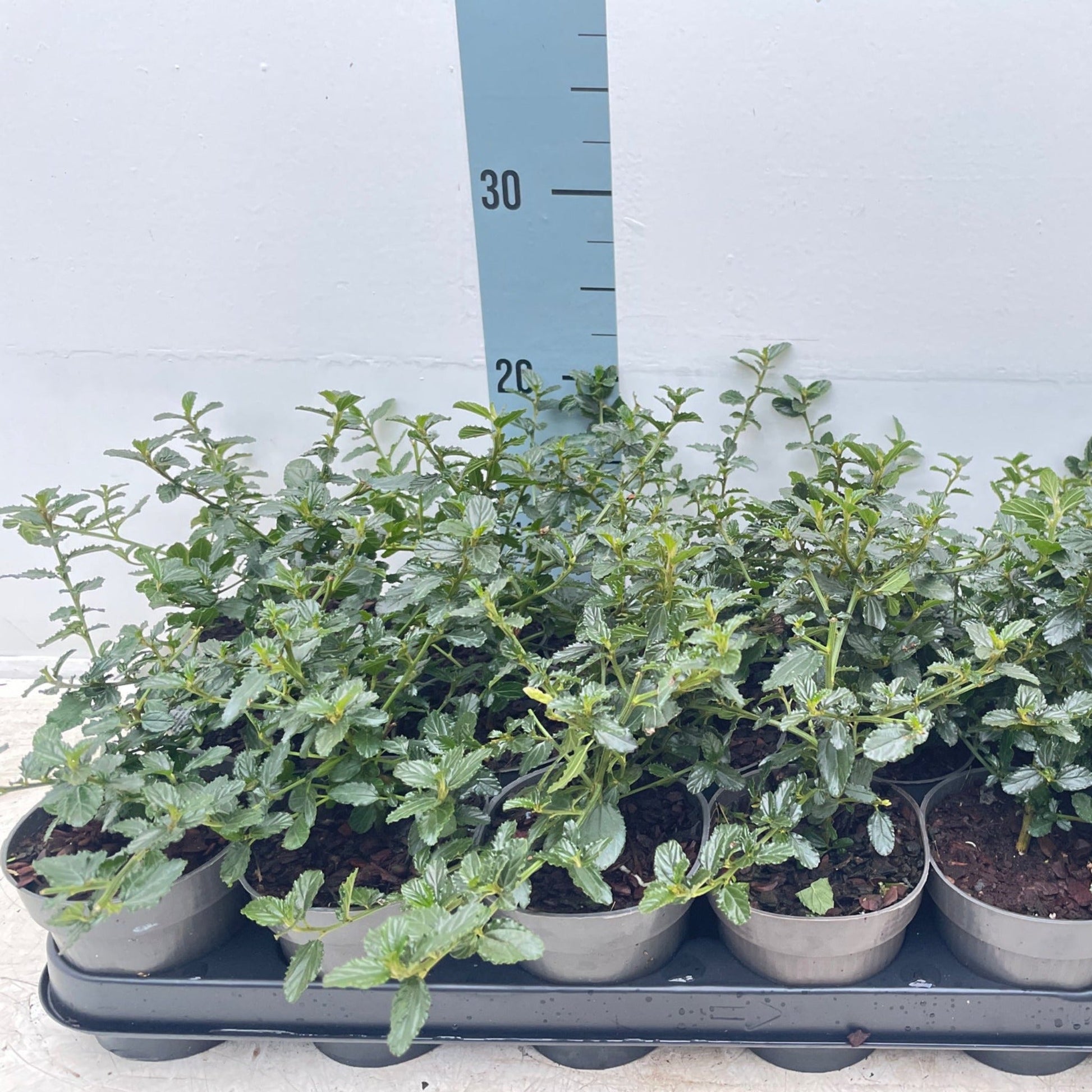 Ceanothus 'Victoria' - Stunning Evergreen Californian Lilac in Bloom! - plants - express.com