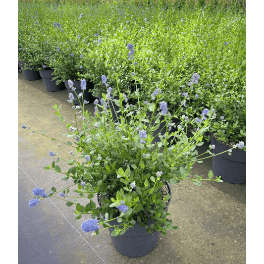 Ceanothus 'Victoria' - Stunning Evergreen Californian Lilac in Bloom! - plants - express.com