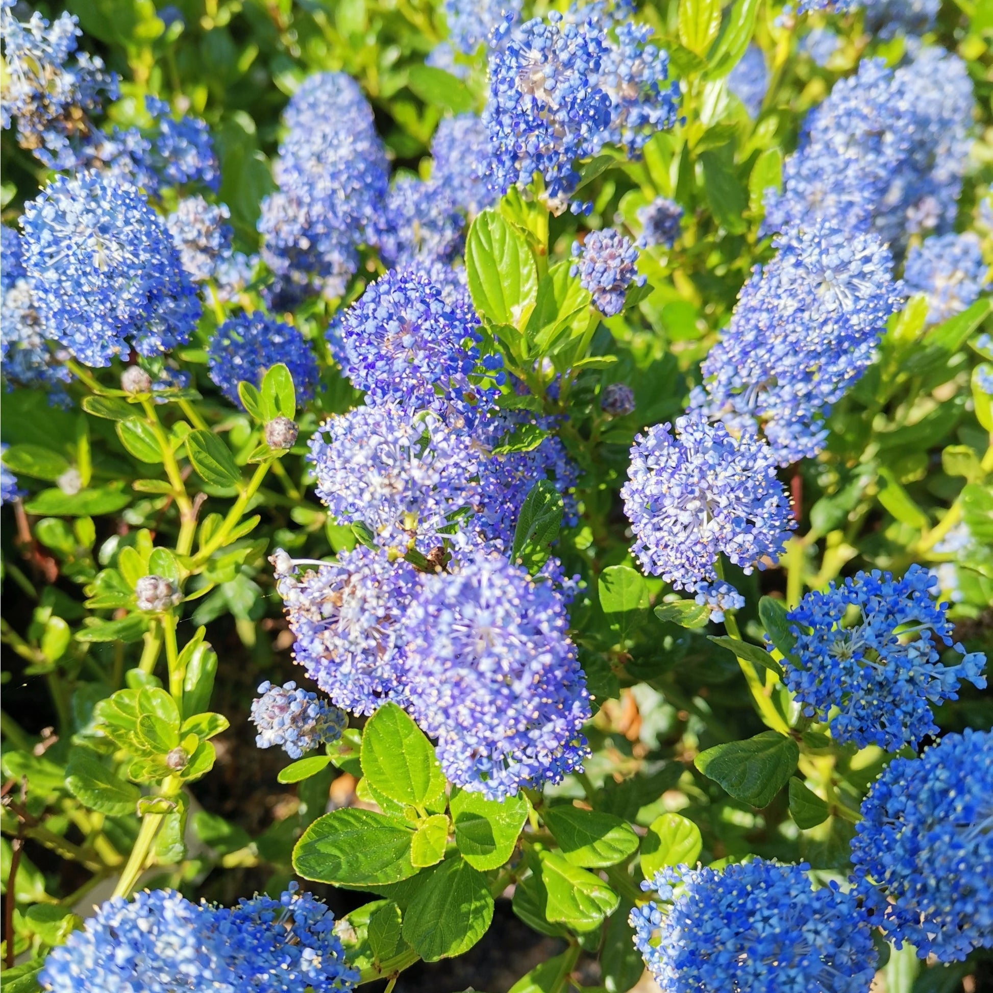 Ceanothus 'Victoria' - Stunning Evergreen Californian Lilac in Bloom! - plants - express.com