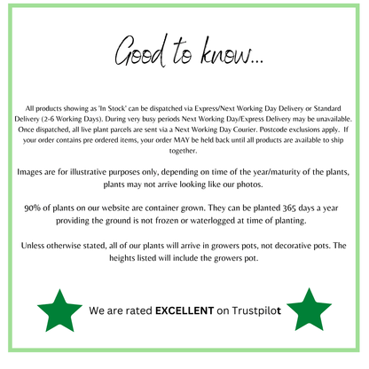 Centaurea montana 9cm/2L - plants - express.com