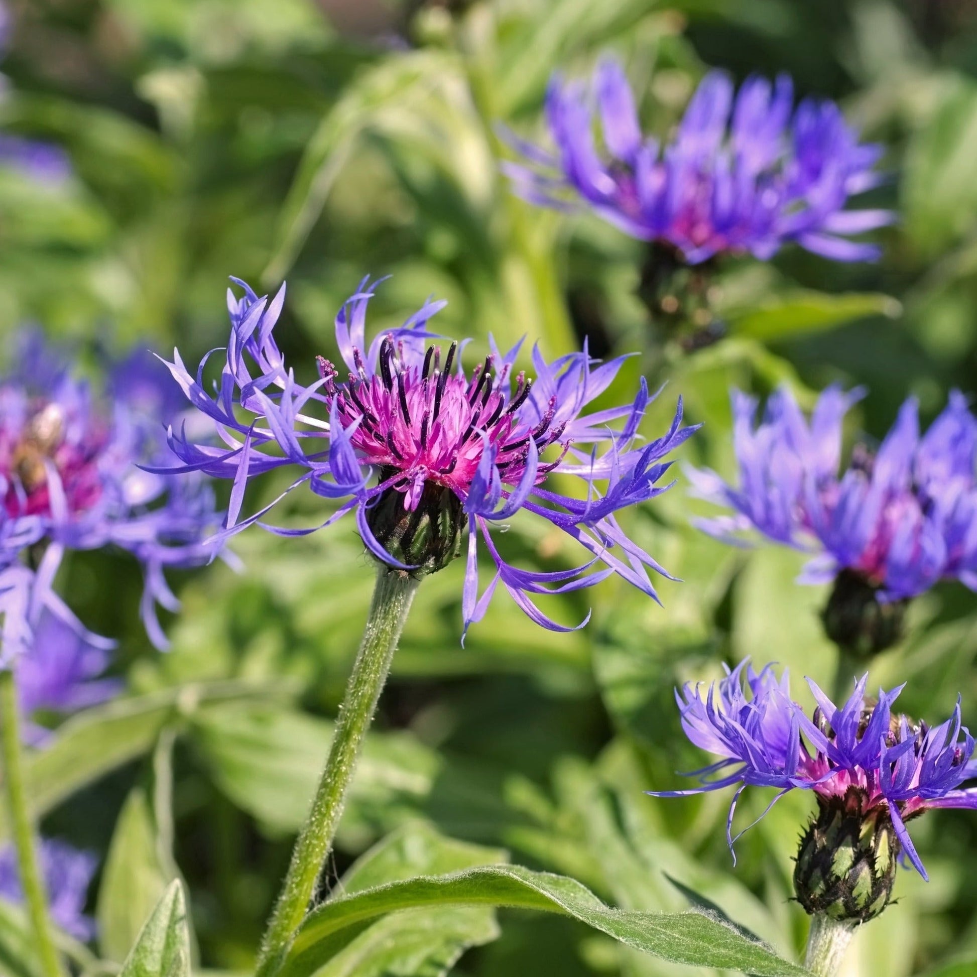 Centaurea montana 9cm/2L - plants - express.com