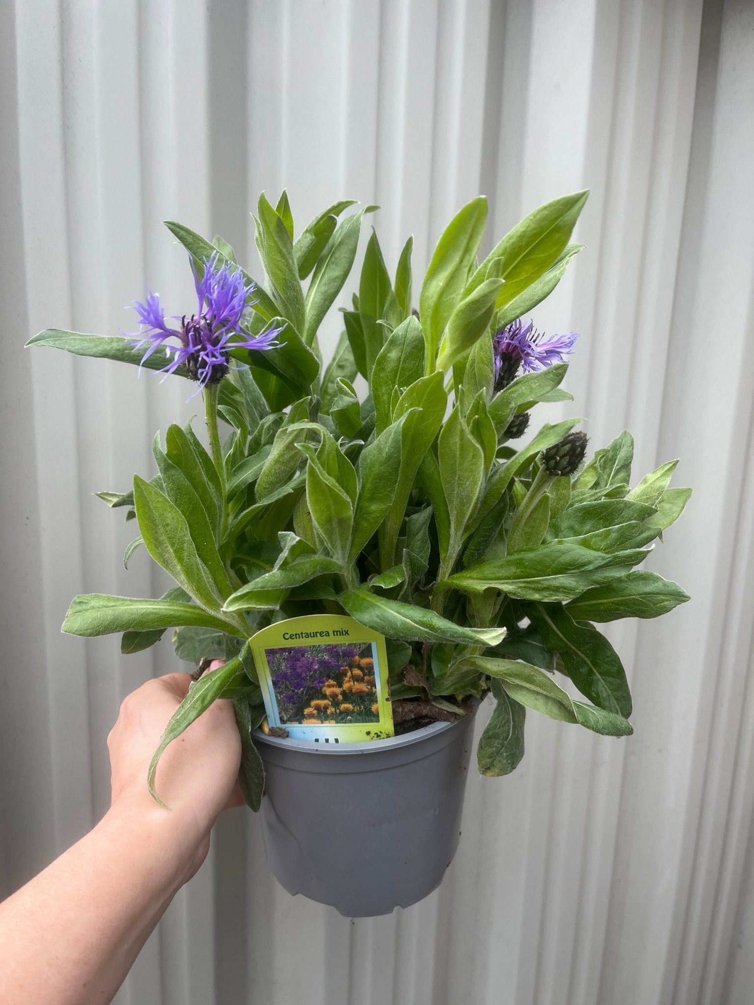Centaurea montana 9cm/2L - plants - express.com