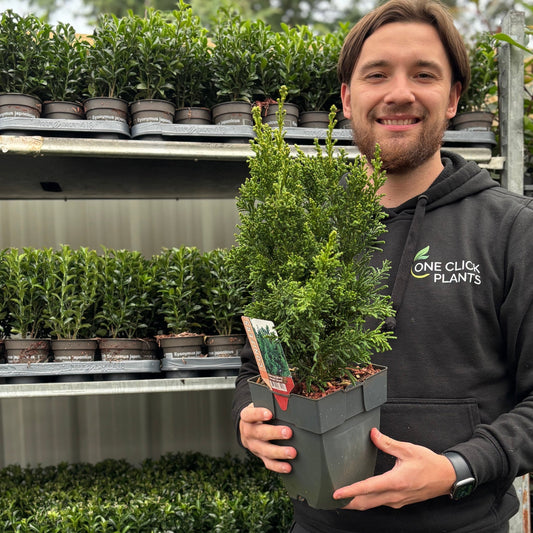 Chamaecyparis obtusa 'Draht' - Unique Compact Evergreen for Gardens & Containers - plants - express.com