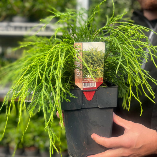 Chamaecyparis 'Sungold' - Vibrant Dwarf Conifer with Golden Foliage - plants - express.com