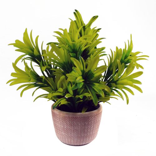 Charming 22cm Light Green Honey Plant in Stylish Terracotta Pot - plants - express.com