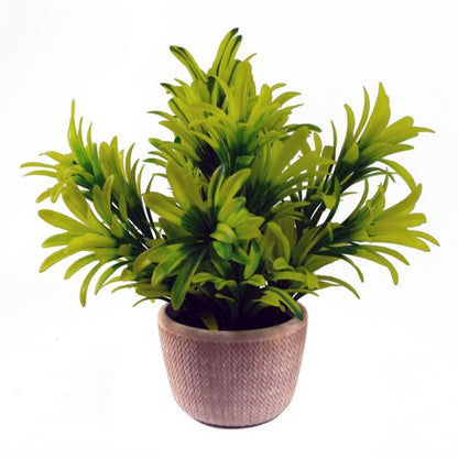 Charming 22cm Light Green Honey Plant in Terracotta Pot - Ready to Shine! - plants - express.com