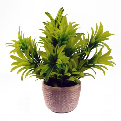 Charming 22cm Light Green Honey Plant in Terracotta Pot - Ready to Shine! - plants - express.com