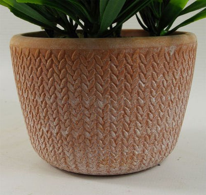 Charming 22cm Light Green Honey Plant in Terracotta Pot - Ready to Shine! - plants - express.com