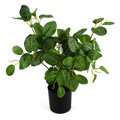 Charming 40cm Variegated Pothos Plant - Effortless Greenery for Your Space! - plants - express.com