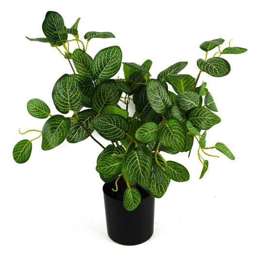 Charming 40cm Variegated Pothos Plant - Effortless Greenery for Your Space! - plants - express.com