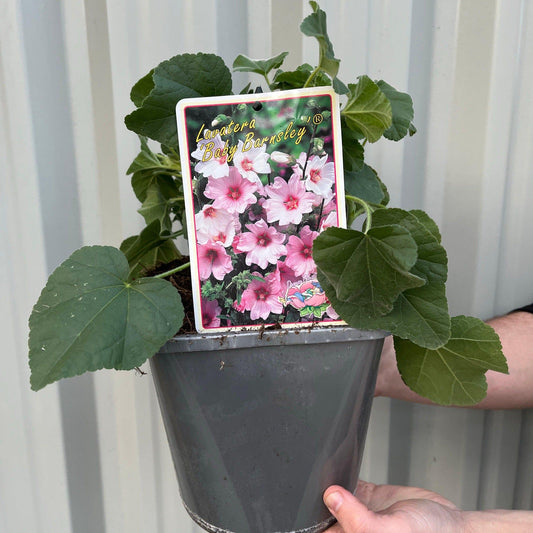 Charming Lavatera 'Barnsley Baby' - Dainty Pink Blooms in 9cm Pot - plants - express.com