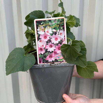 Charming Lavatera 'Barnsley Baby' - Dainty Pink Blooms in 9cm Pot - plants - express.com