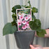 9cm (10-20cm including the growers pot) PRE ORDER MARCH 2025