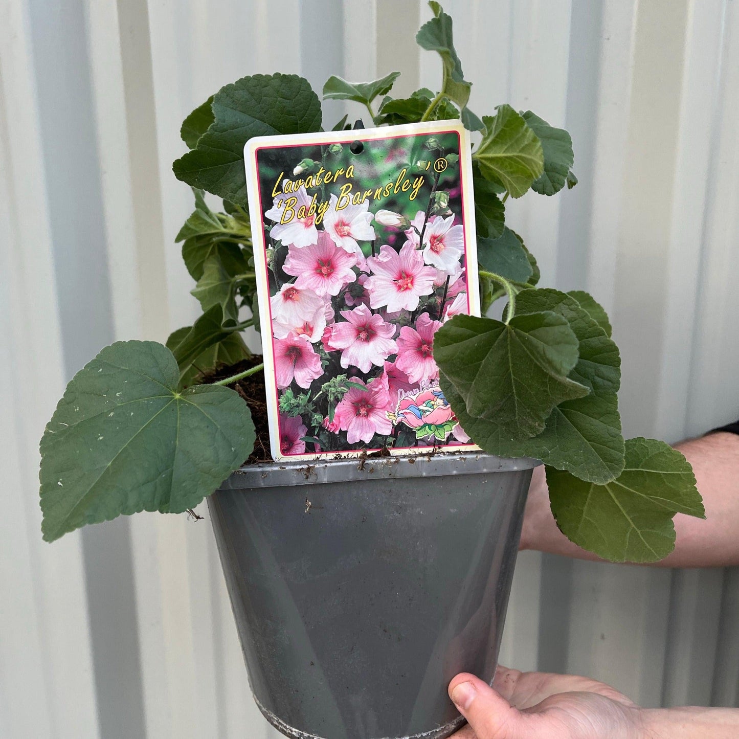 Charming Lavatera 'Barnsley Baby' - Dainty Pink Blooms in 9cm Pot - plants - express.com