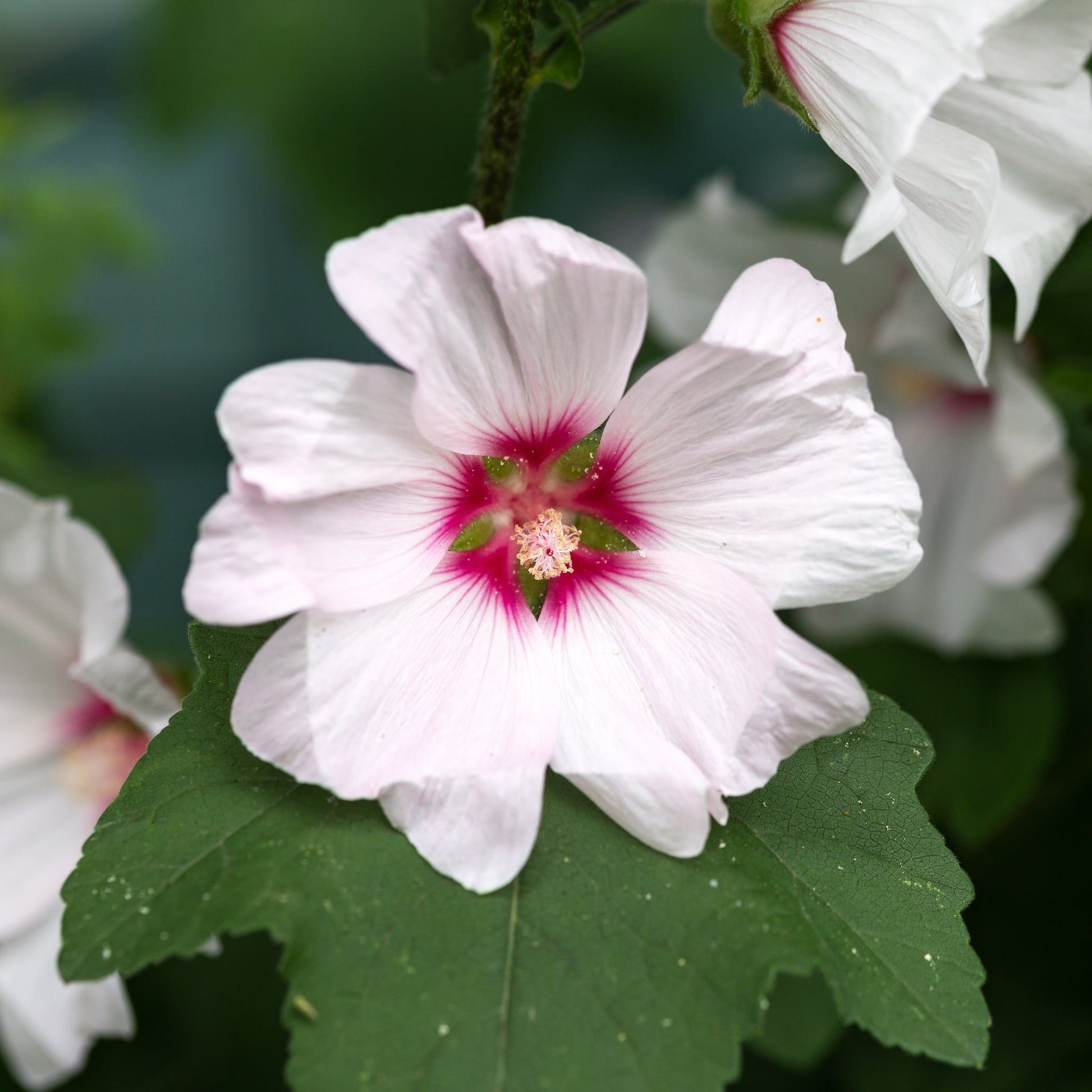Charming Lavatera 'Barnsley Baby' - Dainty Pink Blooms in 9cm Pot - plants - express.com