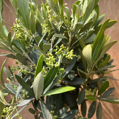Charming Olive Tree | Hardy Evergreen | Perfect for Patio & Garden - 50 - 60cm - plants - express.com