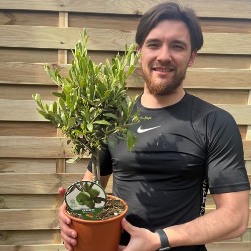 Charming Olive Tree | Hardy Evergreen | Perfect for Patio & Garden - 50 - 60cm - plants - express.com
