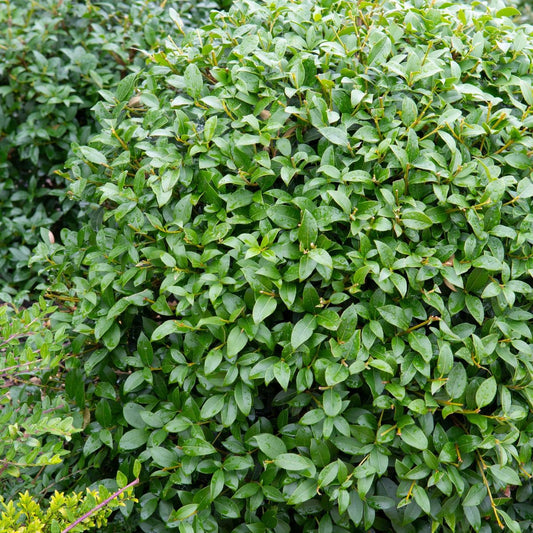 Charming Osmanthus Burkwoodii Ball - Elegant Evergreen Shrub for Any Garden - plants - express.com