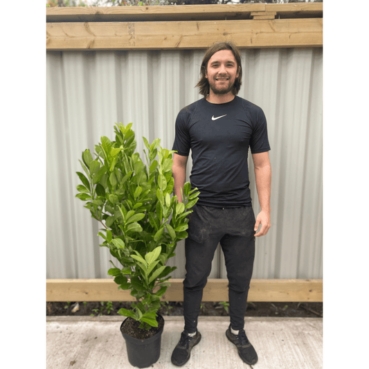 Cherry Laurel Hedge: 4 - 5ft Potted, Dense Evergreen Screening (120 - 150cm) - plants - express.com