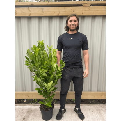 Cherry Laurel Hedge: 4 - 5ft Potted, Dense Evergreen Screening (120 - 150cm) - plants - express.com