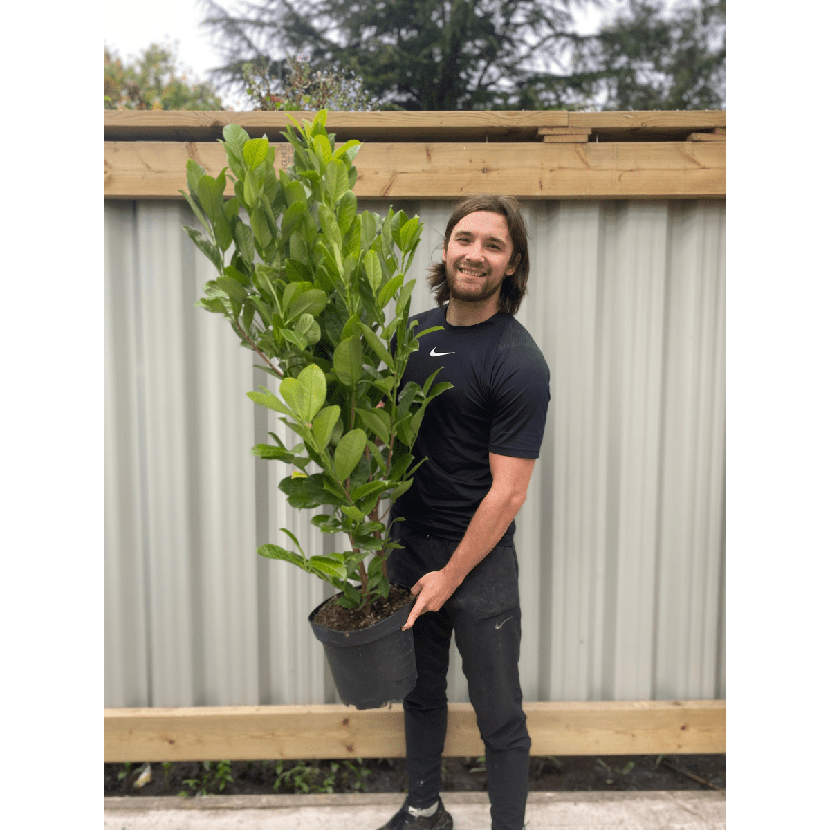 Cherry Laurel Hedge: 4 - 5ft Potted, Dense Evergreen Screening (120 - 150cm) - plants - express.com