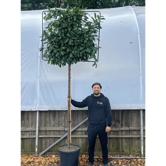 Cherry Laurel 'Novita' Pleached Tree - 1.8m Stem, 1.2m x 1m (Metal Frame) - plants - express.com