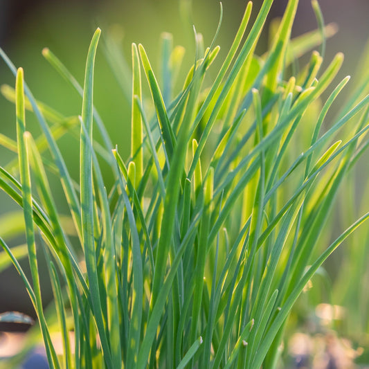Chives Garlic (Herb) 9cm - plants - express.com