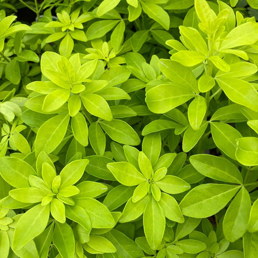 Choisya ternata Sundance: Bright Yellow Evergreen Shrub, 9cm - 5L pots - plants - express.com