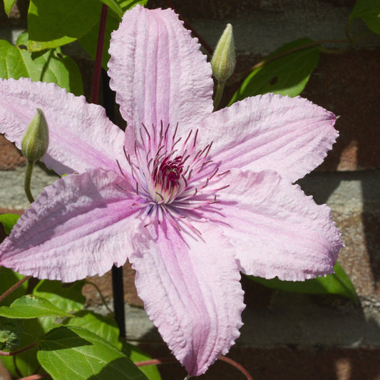 Clematis 'Hagley Hybrid' 60cm - plants - express.com