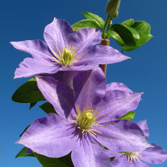 Clematis Hybrid 'Justa' - plants - express.com