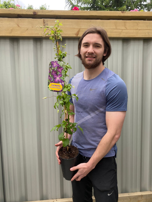 Clematis 'jackmanii purpurea' 60cm - plants - express.com