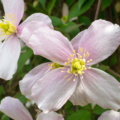 Clematis montana 'Fragrant Spring' 70cm - plants - express.com