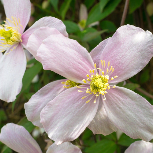 Clematis montana 'Fragrant Spring' 70cm - plants - express.com
