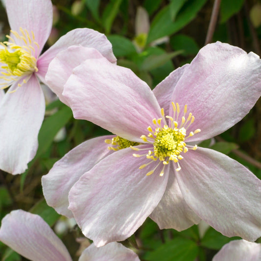 Clematis montana 'Fragrant Spring' 70cm - plants - express.com