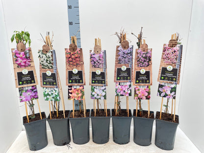 Clematis montana 'Fragrant Spring' 70cm - plants - express.com