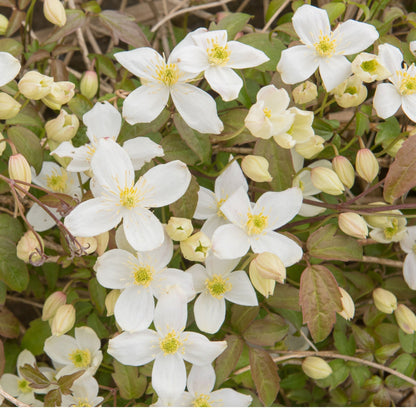 Clematis montana Grandiflora 60cm - plants - express.com