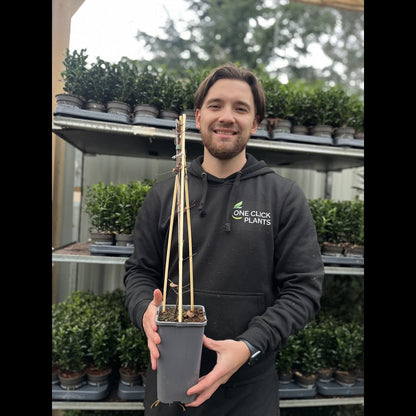 Clematis montana Grandiflora 60cm - plants - express.com