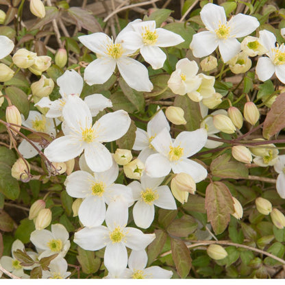 Clematis montana Grandiflora 60cm - plants - express.com
