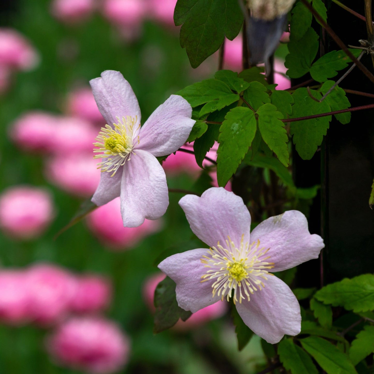 Clematis montana 'Mayleen' 60cm - plants - express.com