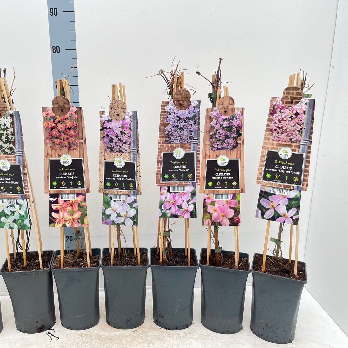 Clematis montana 'Mayleen' 60cm - plants - express.com