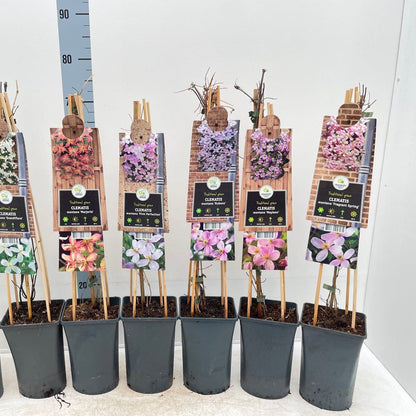 Clematis montana 'Mayleen' 60cm - plants - express.com