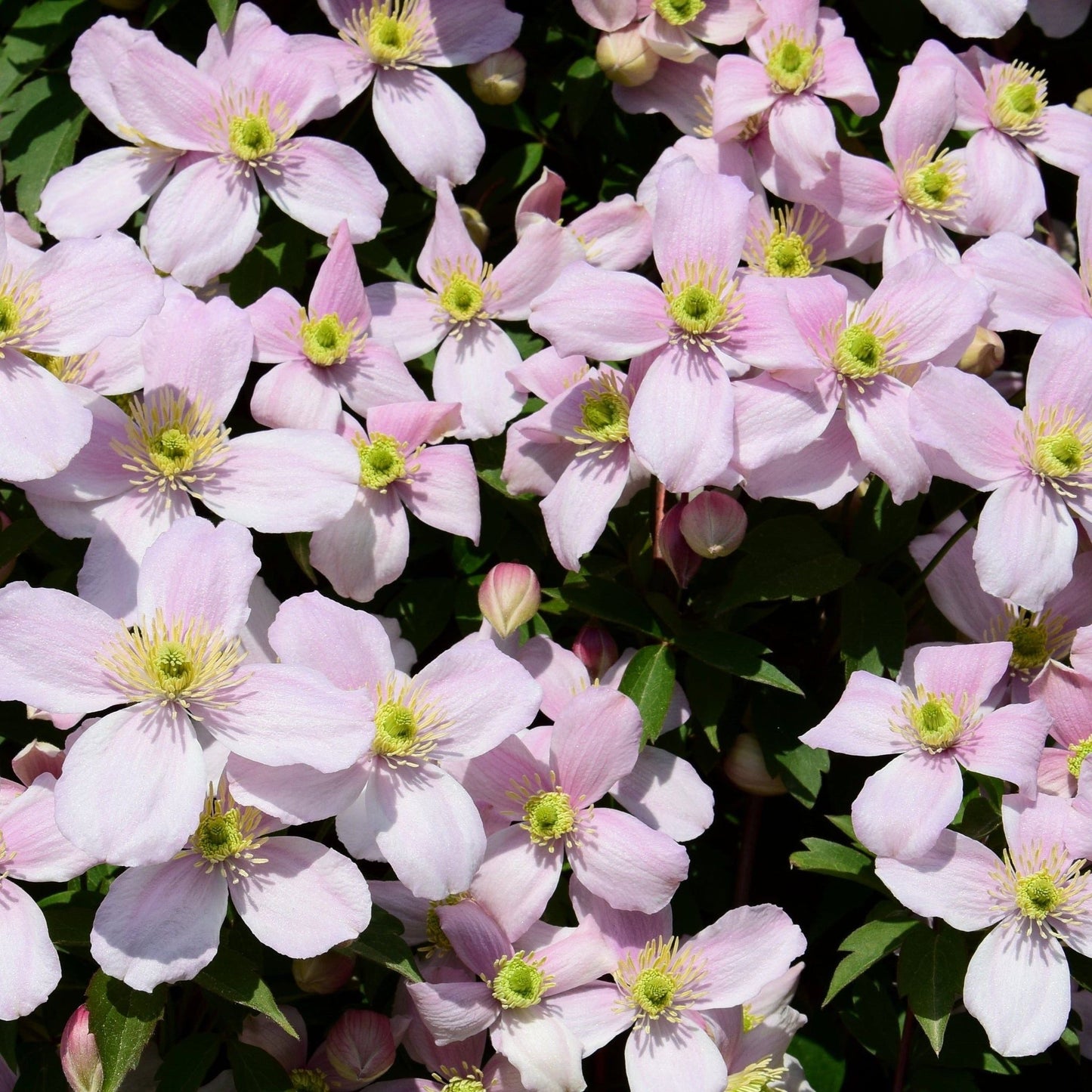 Clematis montana 'Pink Perfection' 70cm - plants - express.com