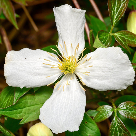 Clematis montana var. Wilsonii 60cm - plants - express.com